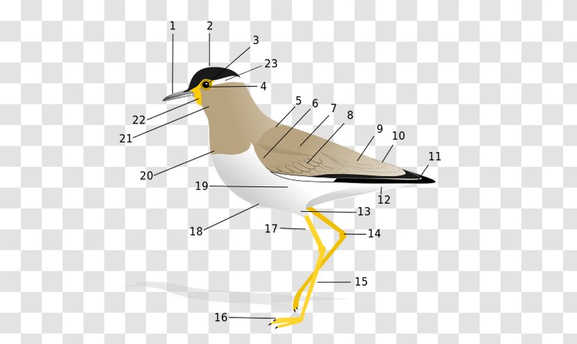 Bird Anatomy Vertebrate Rock Dove Feather - Wing Transparent PNG