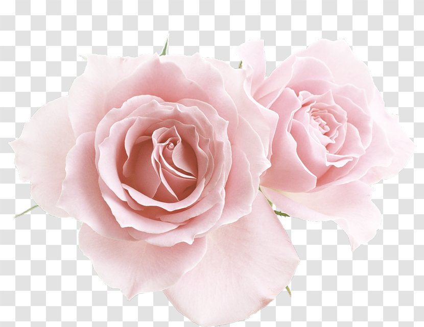 Flower Garden Roses - Cut Flowers Transparent PNG