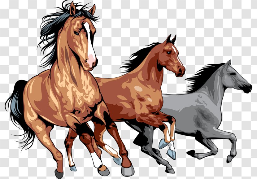 Horse Pony Royalty-free Clip Art - Wild Transparent PNG