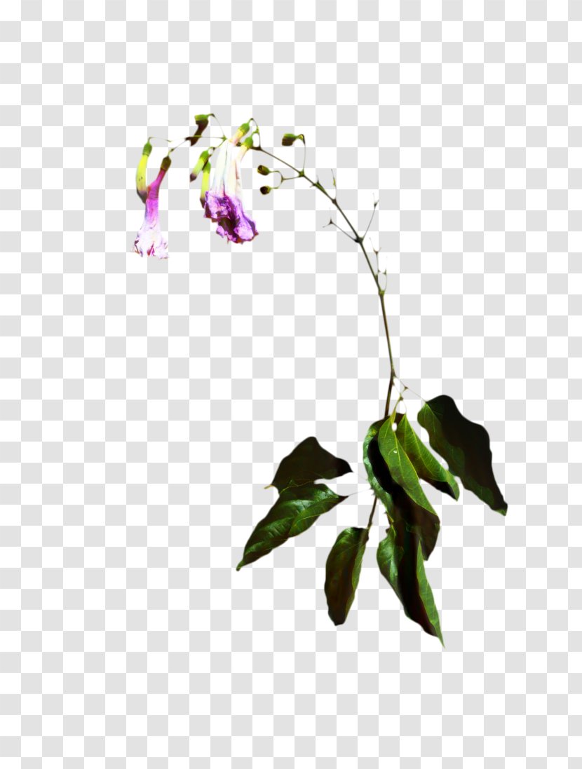 Flowers Background - Branch - Pedicel Impatiens Transparent PNG
