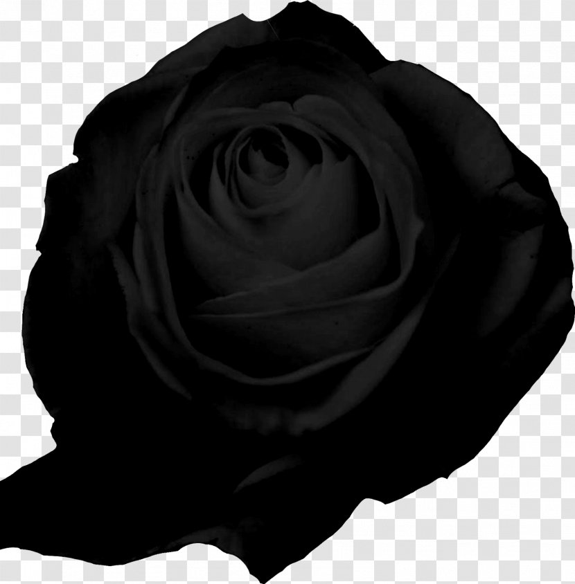 Garden Roses Editorial Lampreave - Flower - Background Black Transparent PNG