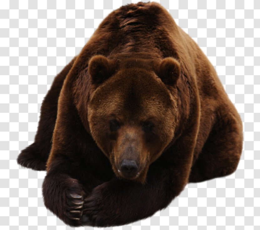 Grizzly Bear Brown Fur Terrestrial Animal Transparent PNG