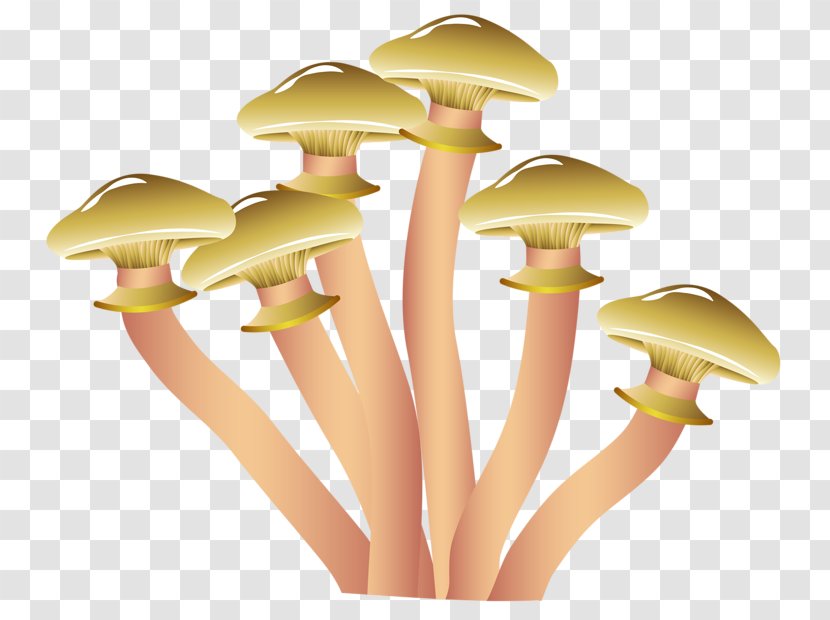 Morchella Esculenta Conica Edible Mushroom Illustration - Fungus - Hand Drawn Mushrooms Transparent PNG
