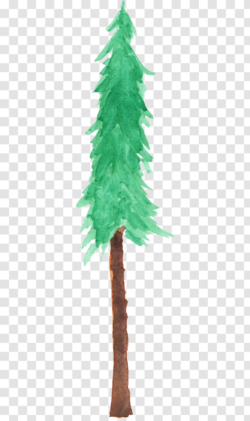 Fir Spruce Christmas Tree Branch - Decoration Transparent PNG