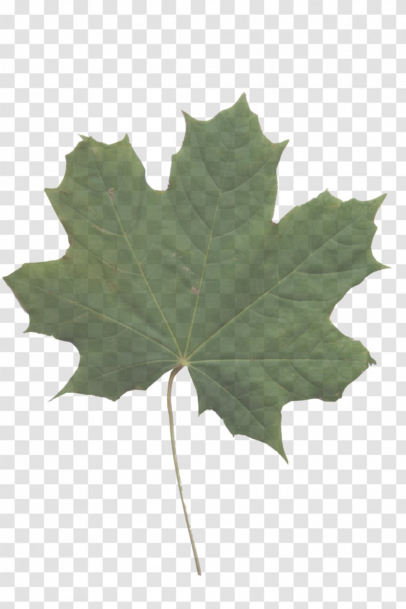 Maple Leaf - Planetree Family Flowering Plant Transparent PNG