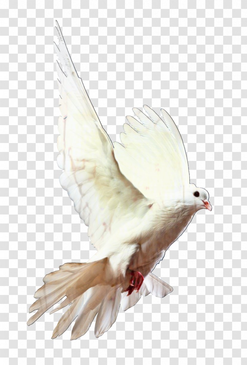 Dove Bird - Feather - Peace Tail Transparent PNG