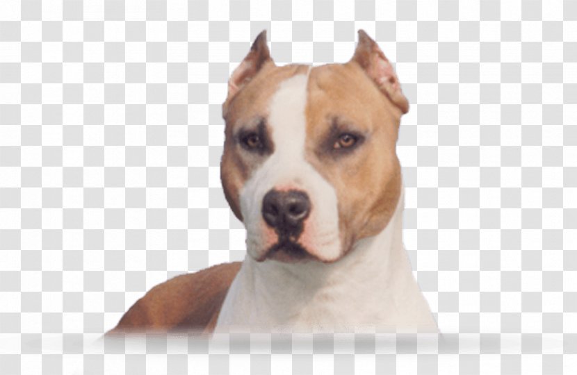 American Staffordshire Terrier Pit Bull Dog Breed - Breeder - Puppy Transparent PNG