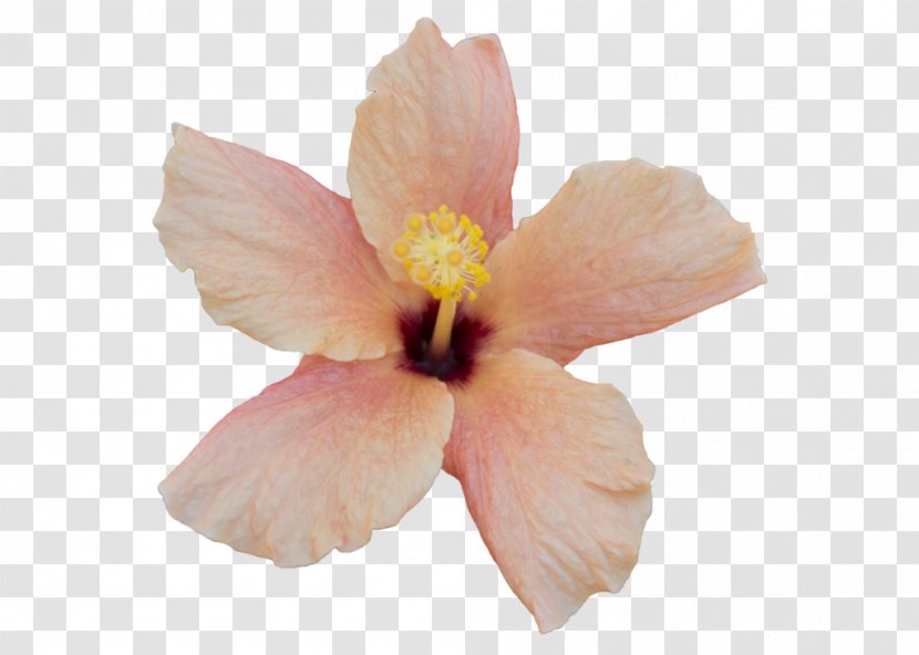 Mallows Hibiscus Flower Clip Art - Royaltyfree - Orange Transparent PNG