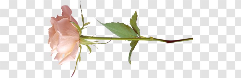 Blog Flower - Insect Transparent PNG