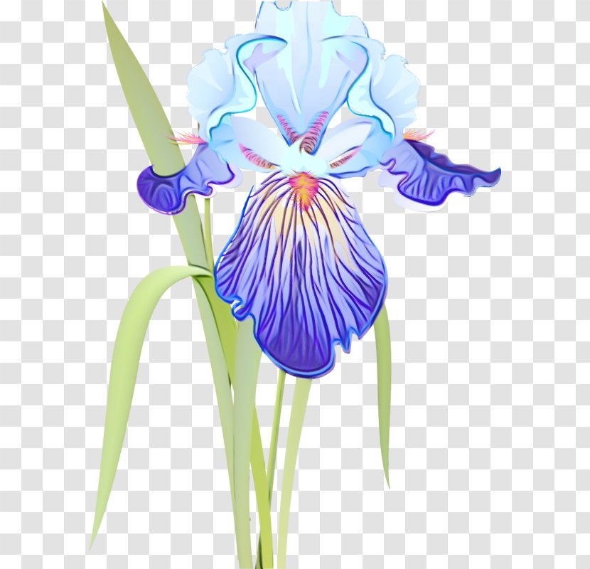 Flowering Plant Flower Iris - Violet - Petal Family Transparent PNG