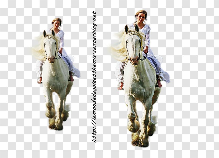 Horse Animal Woman - 2016 - Cheval Transparent PNG