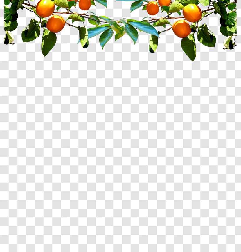 U9047u9f8du6a4b Fruit Auglis Illustration - Floral Design - Persimmon Transparent PNG