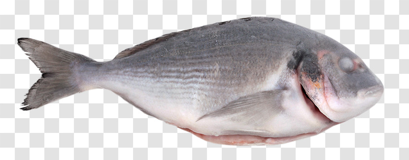 Fish Fish Sole Fish Products Tilapia Transparent PNG