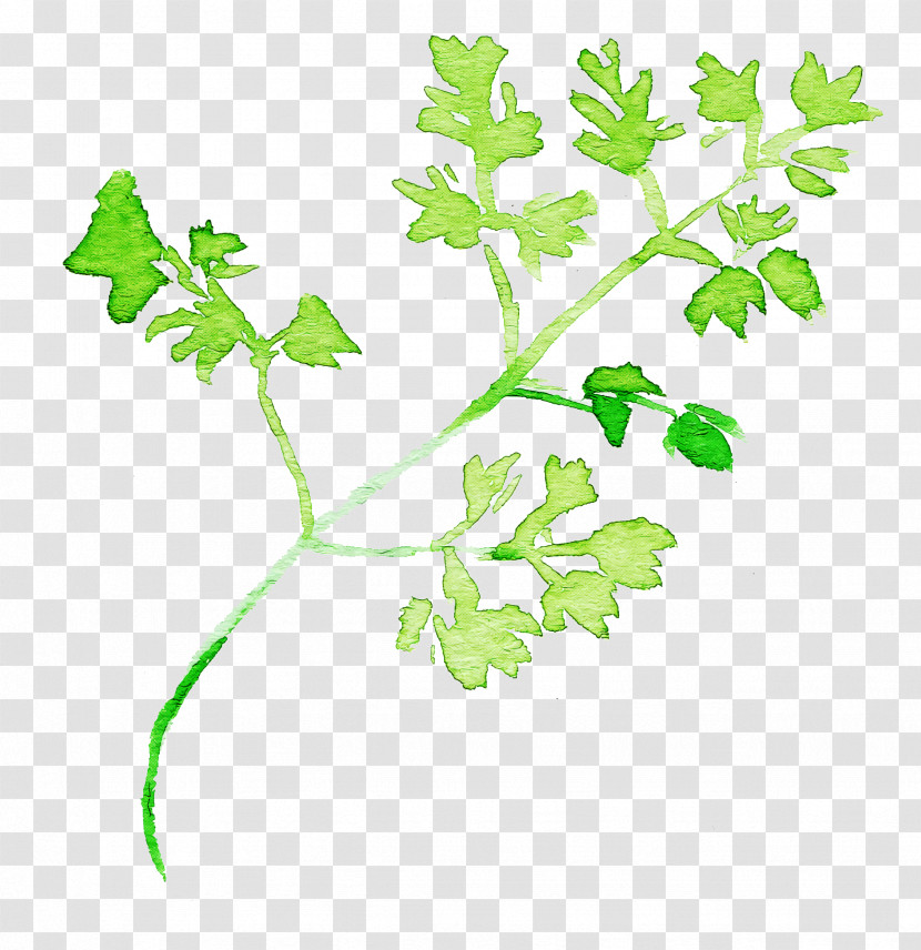 Parsley Transparent PNG