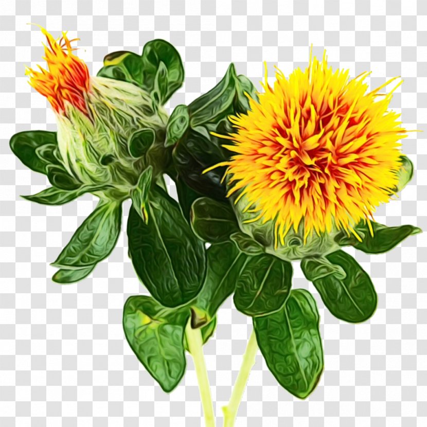 Flower Plant Safflower Distaff Thistles Herbaceous - Perennial Transparent PNG
