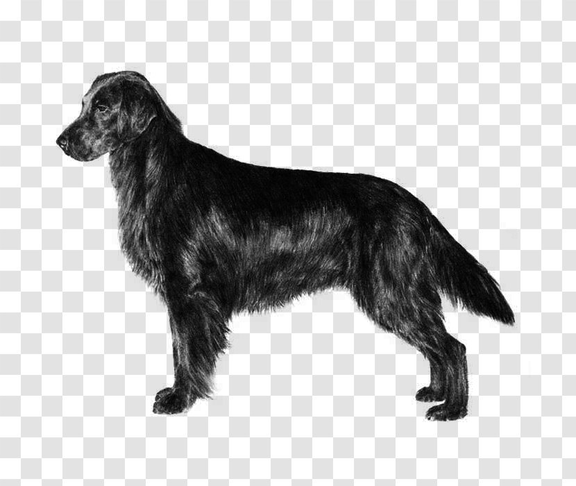 Field Spaniel Flat-Coated Retriever Boykin Chesapeake Bay Dog Breed - Flat Coat Transparent PNG