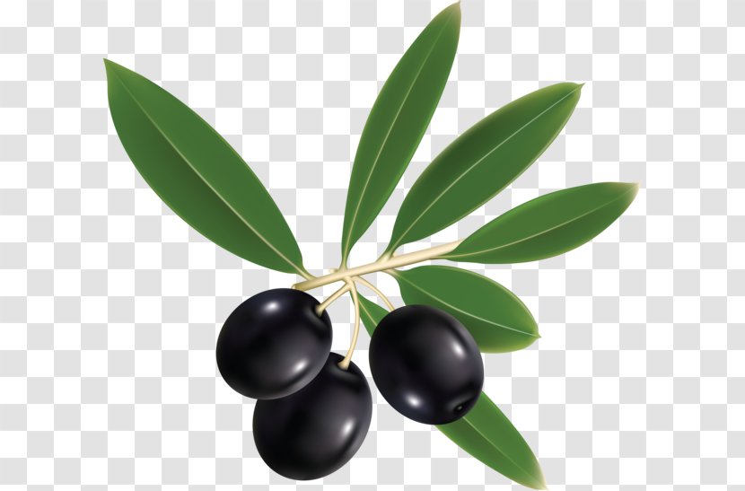 Olive Leaf Oil Clip Art - Olives Transparent PNG