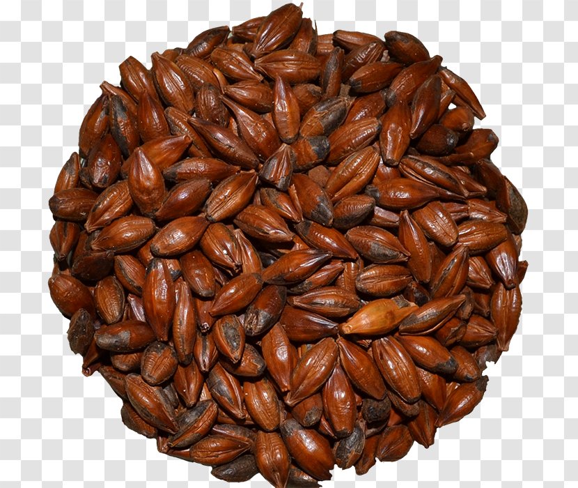 Commodity Seed Nut - COFFEE GRAIN Transparent PNG