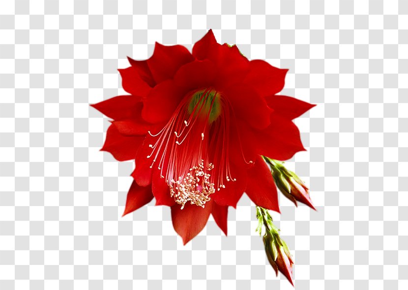 Cut Flowers Red Floral Design - Alstroemeriaceae - Orquideas Transparent PNG
