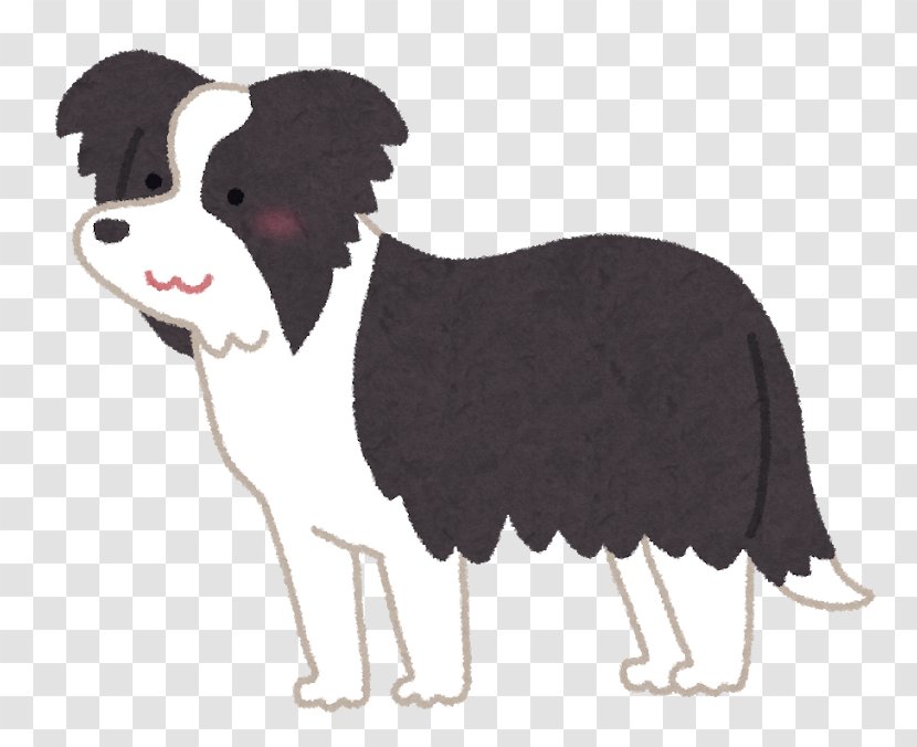 Border Collie Standard Schnauzer Giant Golden Retriever - Carnivoran Transparent PNG