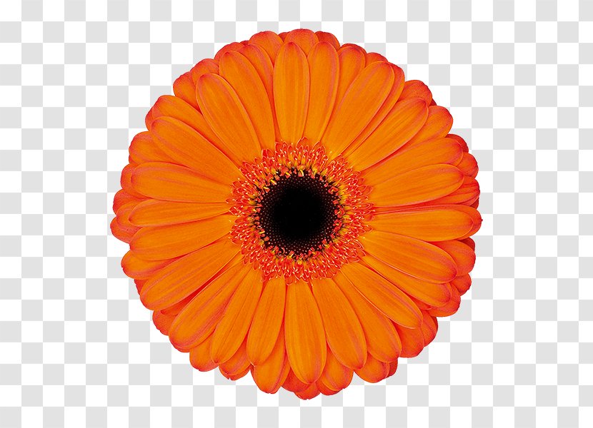 Kwekerij De Zuidplas Transvaal Daisy Cut Flowers Floristry - Applause Transparent PNG