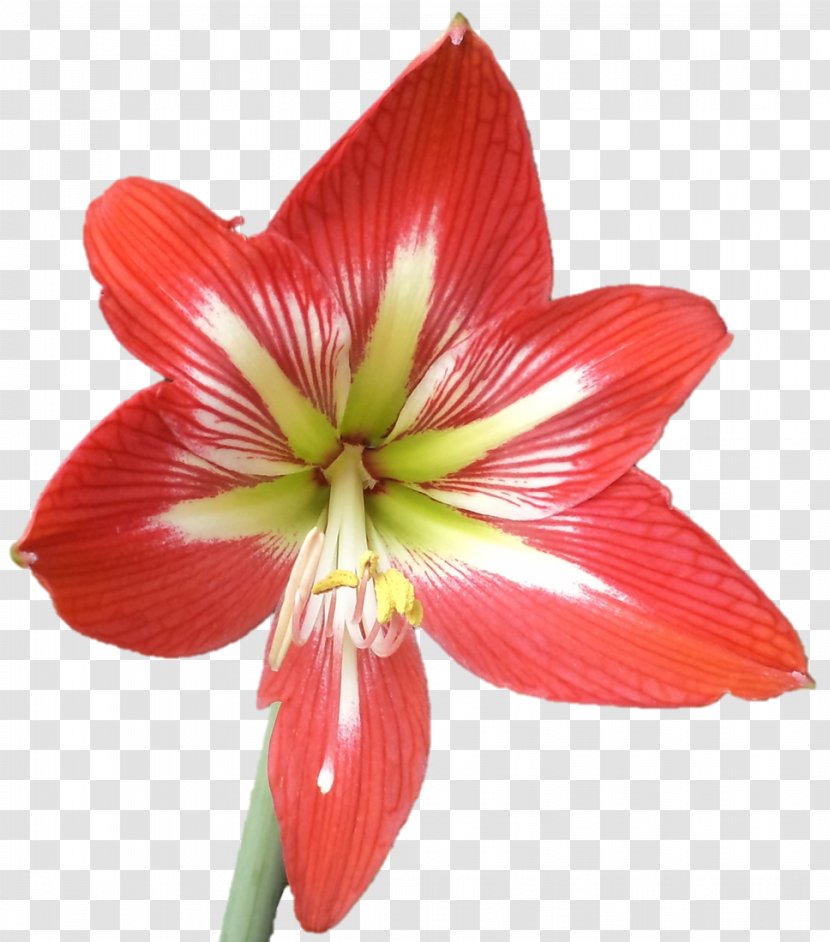 Amaryllis Jersey Lily Cut Flowers Plant Stem - Flowering - Sri Sarada Devi Textiles Transparent PNG