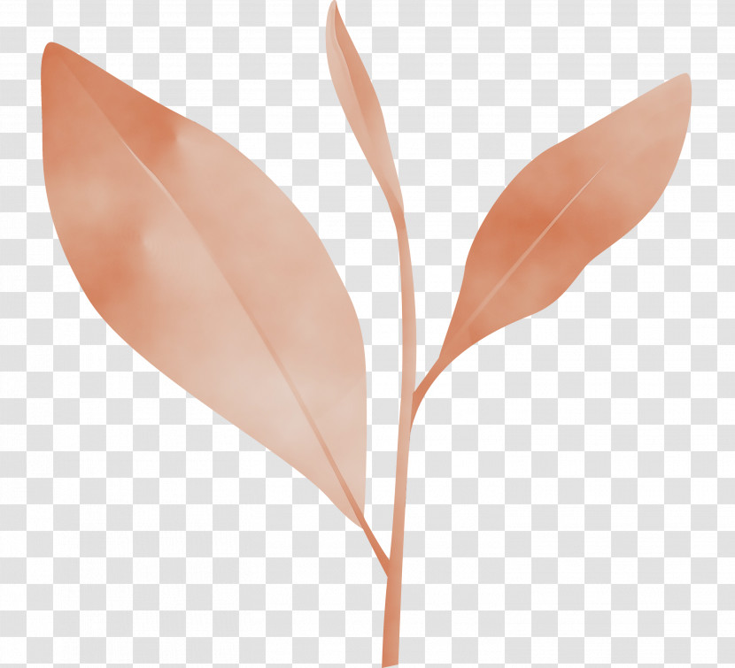 Leaf Flower Plant Tree Anthurium Transparent PNG