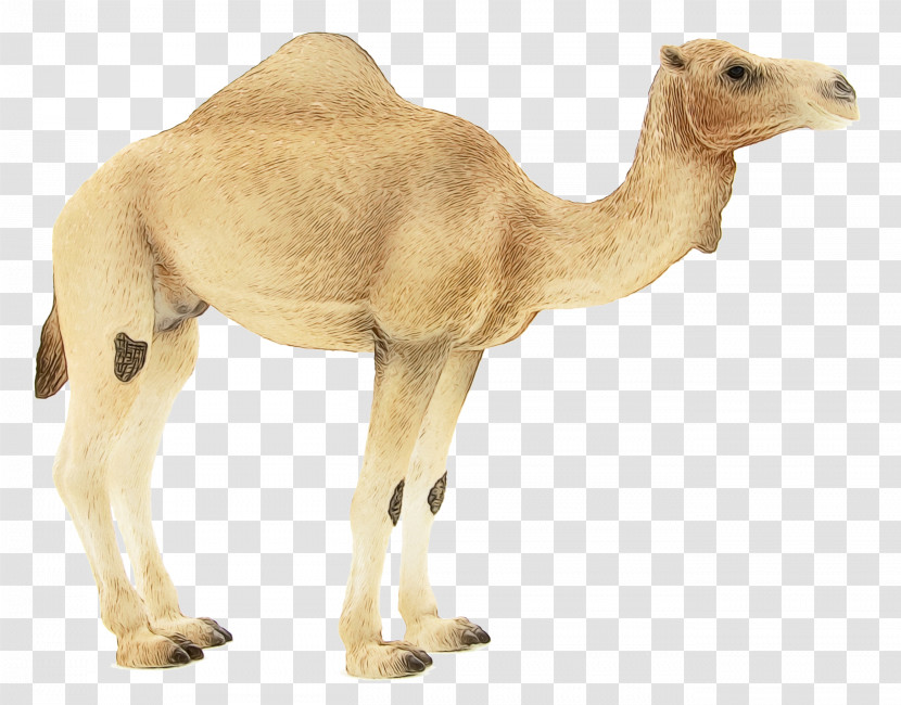 Dromedary Animal Figurine Snout Camels Biology Transparent PNG