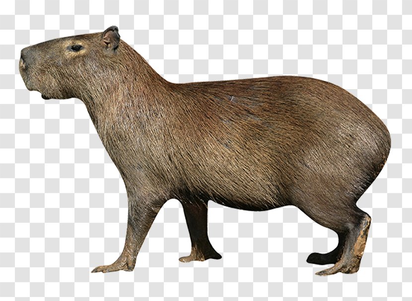 Capybara Deer Rodent Northern Pudu Stock Photography - Royaltyfree Transparent PNG
