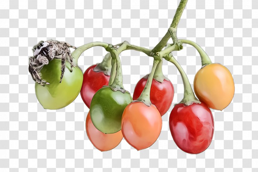 Tomato - Natural Foods - Flower Transparent PNG