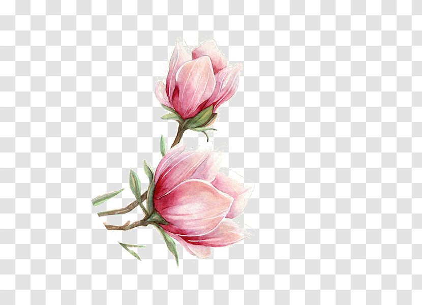 National Cherry Blossom Festival Pink - Peach - Hand-painted Blossoms Transparent PNG