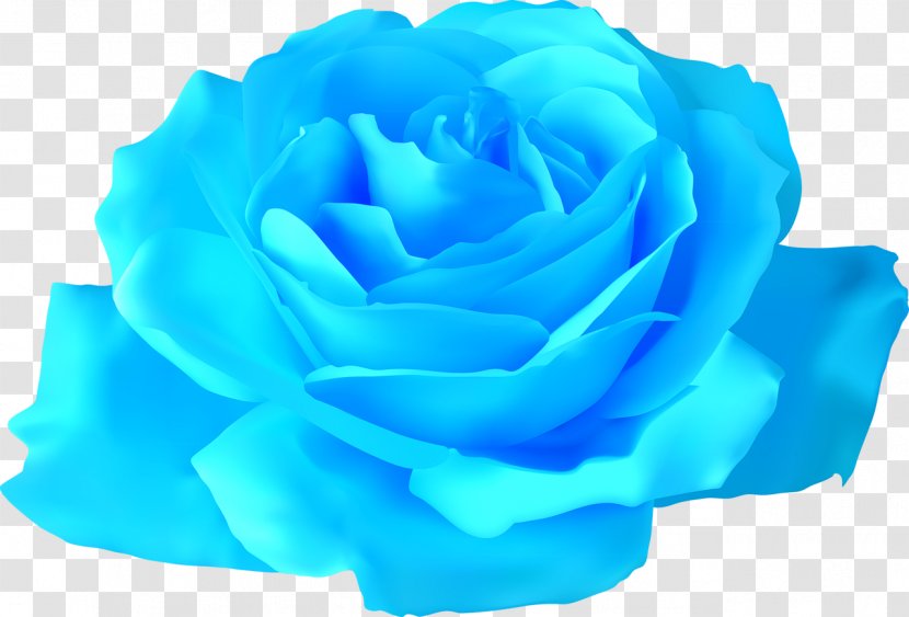 Rose Flower Drawing Clip Art - Garden Roses Transparent PNG
