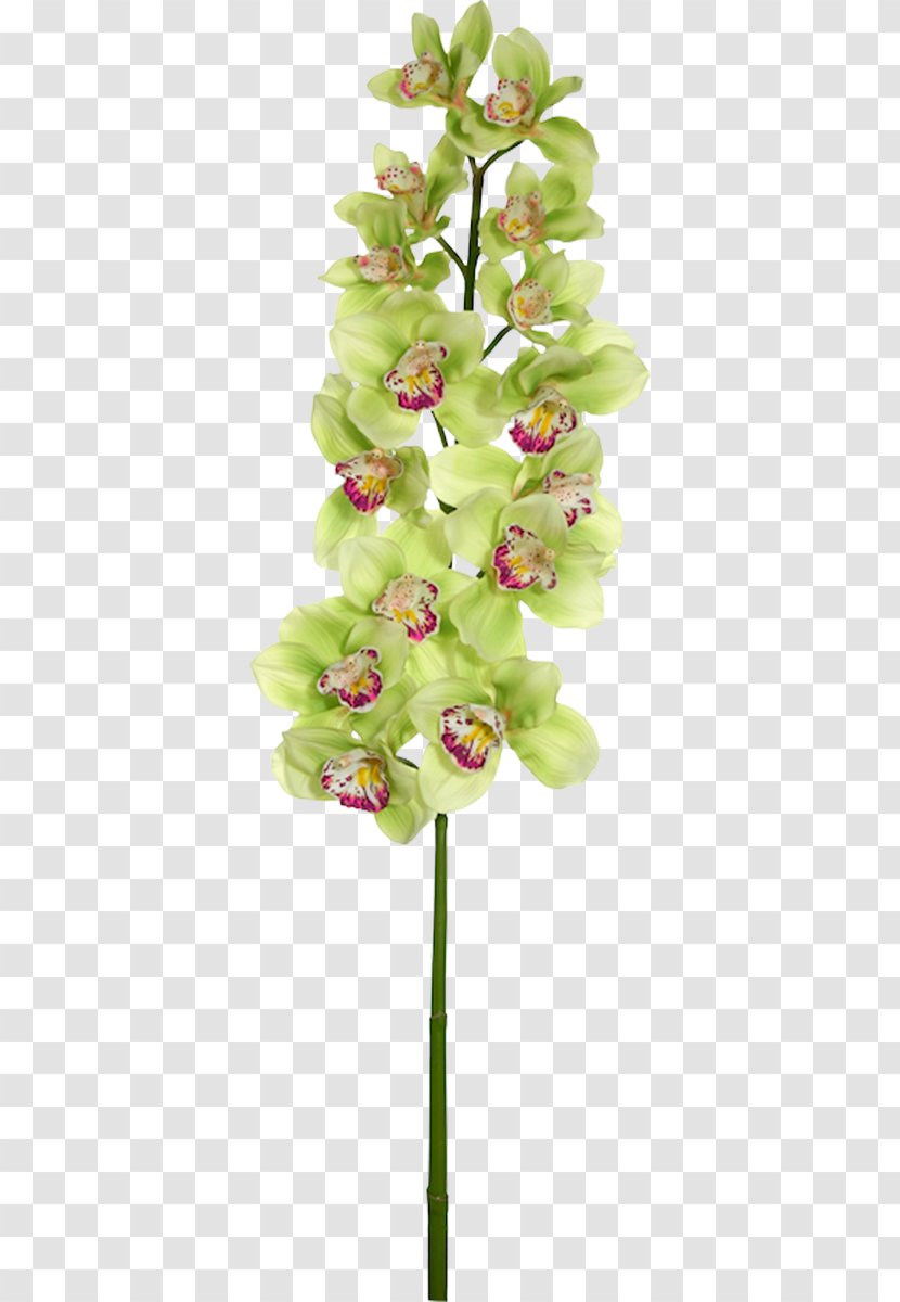 Moth Orchids Cut Flowers Flower Bouquet - Petal Transparent PNG