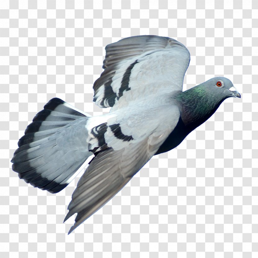 Rock Dove Columbidae Bird Stock - Feather - Falcon Transparent PNG