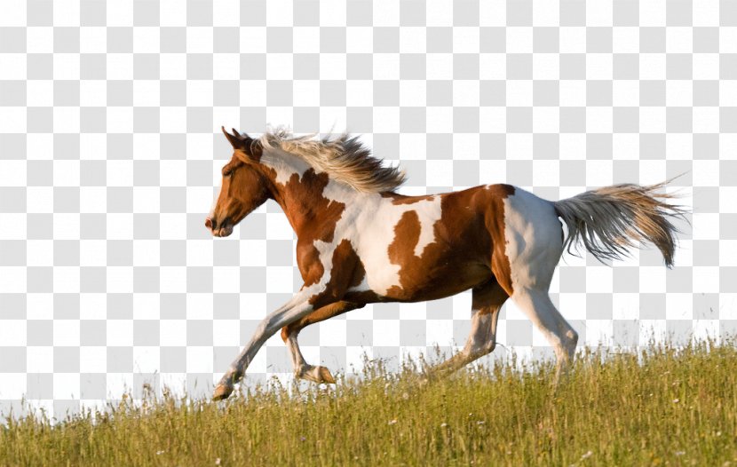 American Paint Horse Quarter Friesian Appaloosa Pinto - Wild - Horse-Benz Transparent PNG