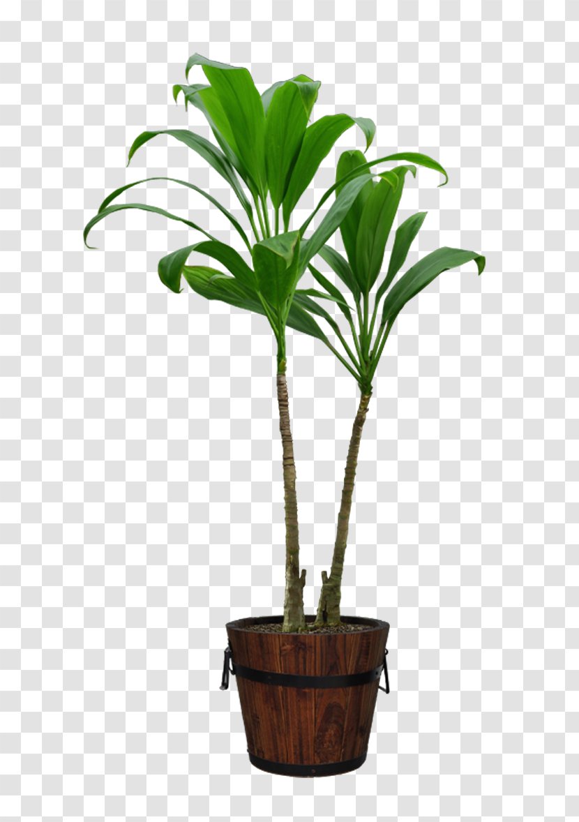 Flowerpot Download Computer File - Houseplant - Potted Transparent PNG