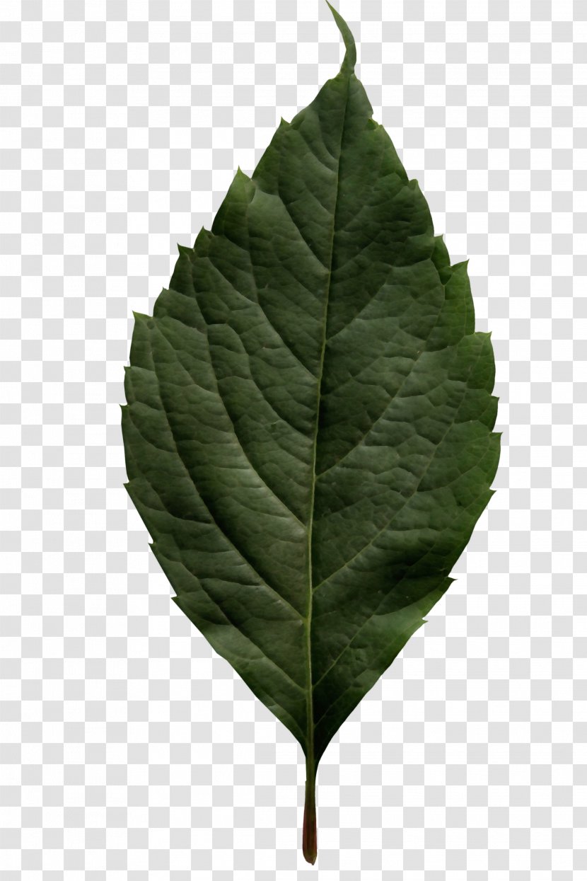 Leaf - Tacamahac - Tree Transparent PNG