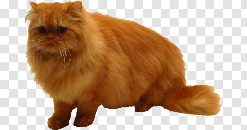 Persian Cat Napoleon British Semi-longhair Whiskers Cymric - Domestic Short Haired - Kitten Transparent PNG