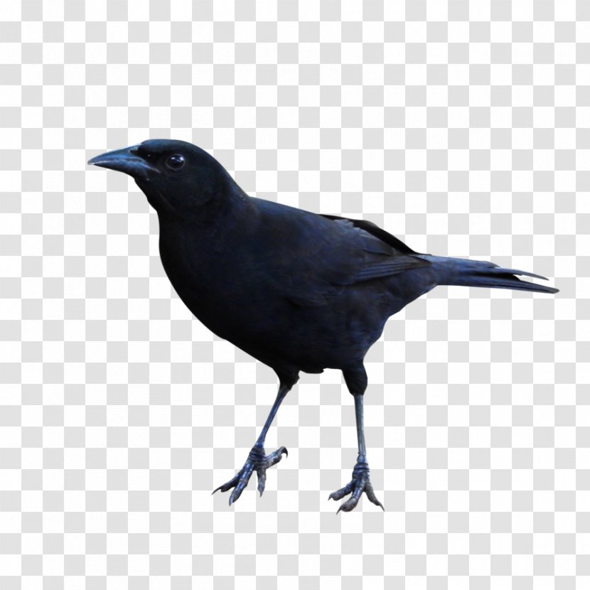 Rook American Crow Common Raven Bird New Caledonian - Crows Transparent PNG