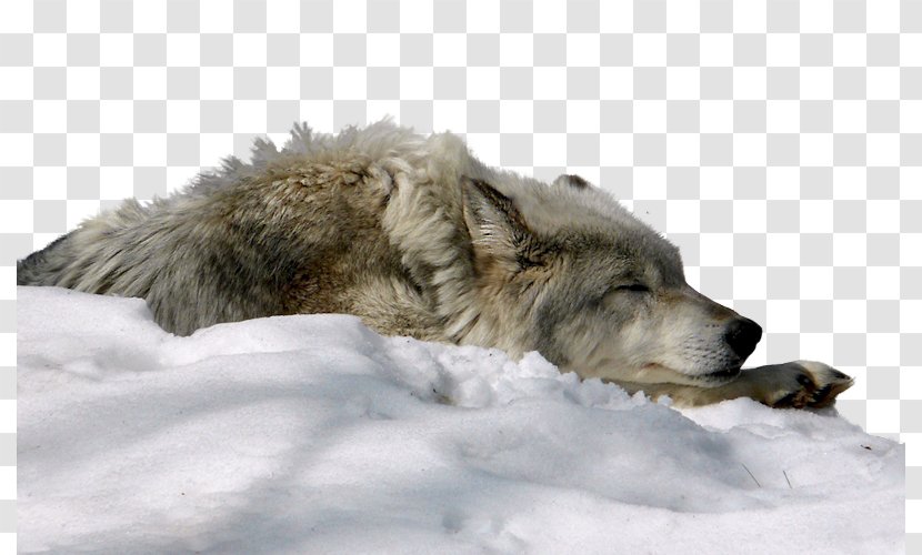 Dog Arctic Wolf Snow Display Resolution Wallpaper - Lone Transparent PNG