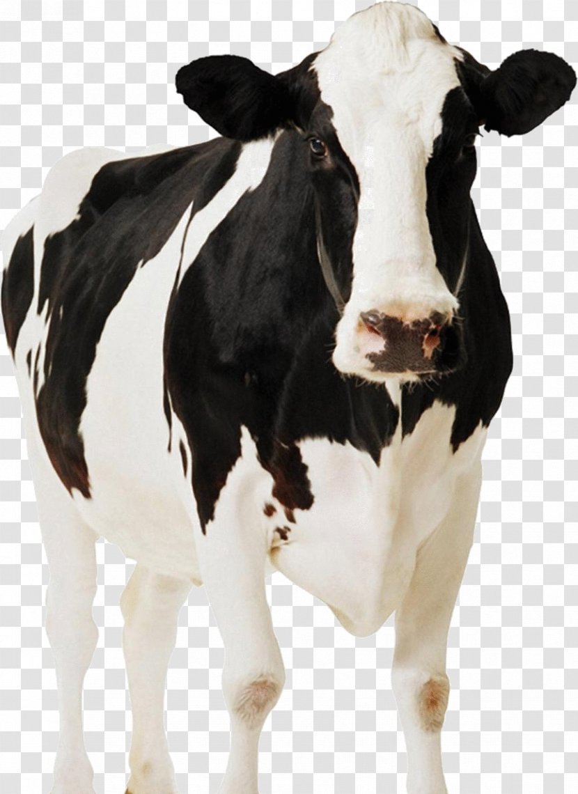 Holstein Friesian Cattle Standee Paperboard Cardboard Dairy - Nutsdier - Livestock Transparent PNG