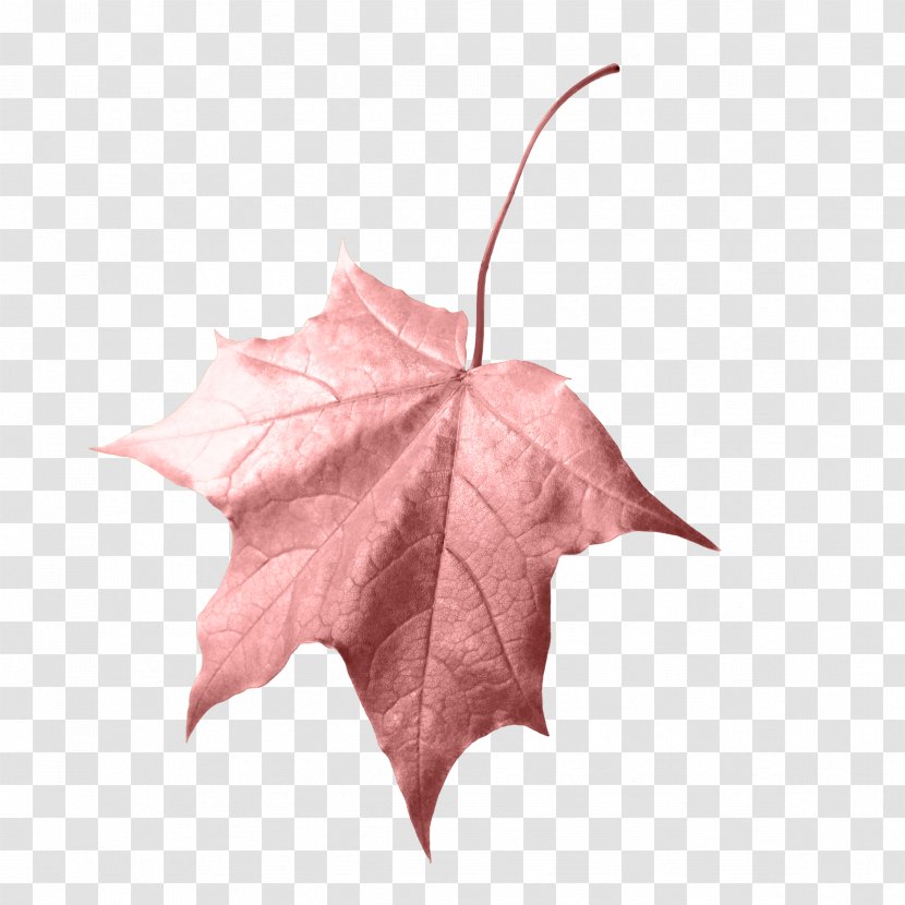 Leaf Autumn Clip Art - Color - Maple Transparent PNG