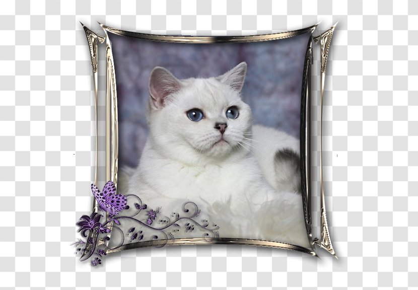 British Shorthair Domestic Short-haired Cat Whiskers Kitten Point Coloration - Heart Transparent PNG
