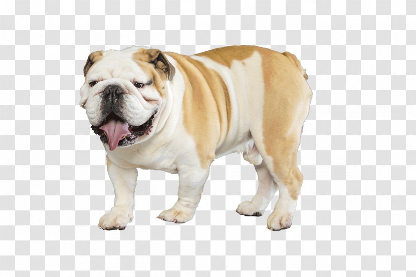 French Bulldog Pug English Cocker Spaniel Puppy - Dog Like Mammal Transparent PNG