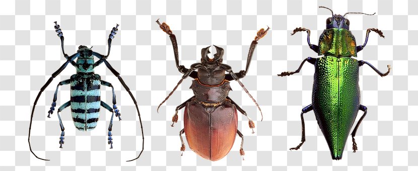 Weevil Longhorn Beetle Socks Are Like Pants, Cats Dogs: Games, Puzzles, And Activities For Choosing, Identifying, Sorting Math Arthropod - Kind Garten Transparent PNG