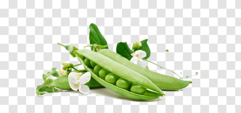 Snow Pea Vegetable Carrot Food Wallpaper - Diet - Peas Transparent PNG