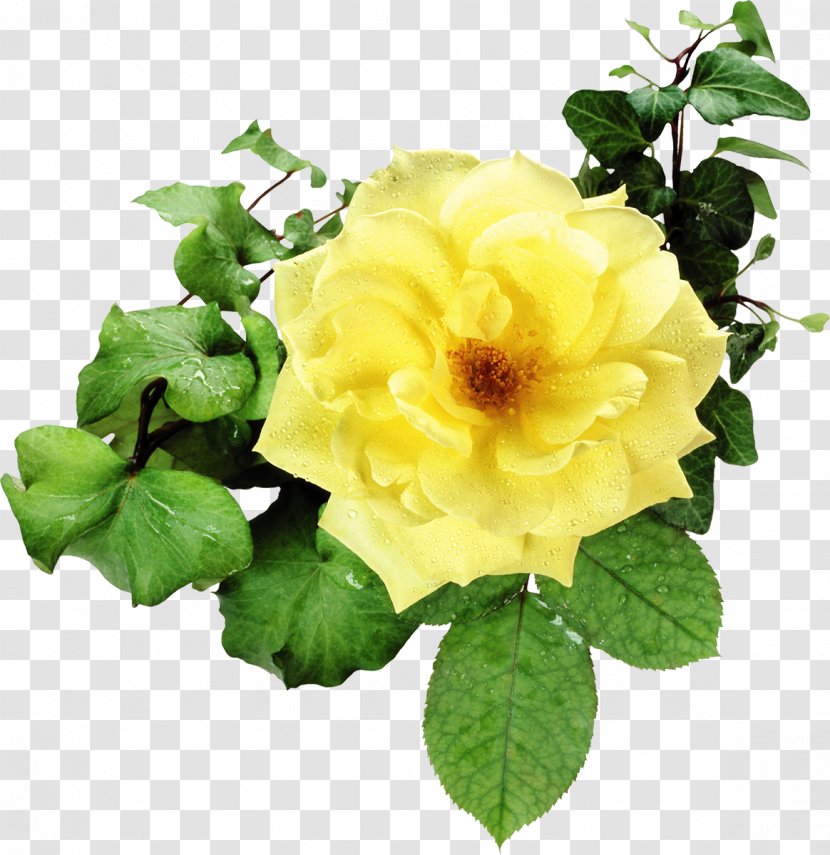 Flower Bouquet Garden Roses Clip Art - Digital Image - Yellow Rose Transparent PNG