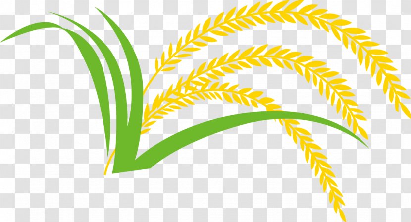 Rice Gadu Paddy Field - Grasses - Paddy,Rice,Rice,Hedao,Rice Transparent PNG