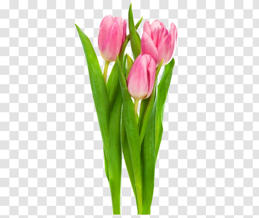 Indira Gandhi Memorial Tulip Garden Clip Art Flower - Floral Design - Fleur De Le Pink Grey Wallpaper Transparent PNG