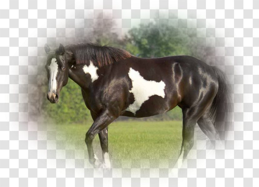 Stallion Mustang Colt Foal Mare Transparent PNG
